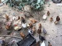 Chickens — zdjęcie 3