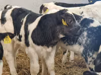 Skot (série, pohlaví neuvedeno), Simmental cattle — foto 7