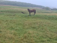 Kůň, Koně — foto 4
