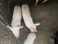Boar — photo 4