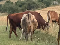 Kuh, Simmental cattle — Foto 3
