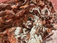Обрезь мясная, пищевая, 80/20 — புகைப்படம் 1