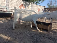 Kozel, Saanen goat — foto 3