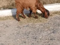 თხა, Nubian Goat — ფოტო 6