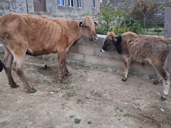 Sigir, Qoramol