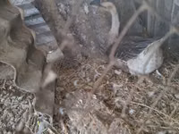 Geese — foto 5