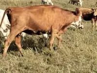 பசு, சிகப்பு நிலப்பரப்பு மாடு — புகைப்படம் 2