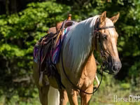 Cavalo, Palomino — foto 5