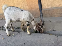 Cabra, Nubian Goat — foto 3