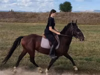 At, Lipizzaner — foto 1