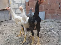 Chickens — zdjęcie 2
