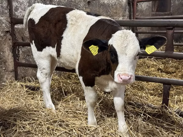 牛只（批次，未指定性别）, Simmental cattle