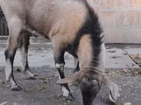 თხა, Nubian Goat — ფოტო 3