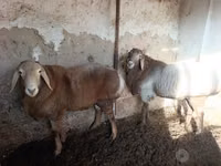 Ovejas (lote, sexo no especificado), Arashan sheep — foto 1