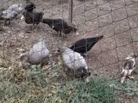 Ducks — photo 3