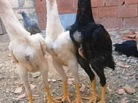 Chickens — foto 2