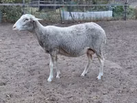 雌羊, Lacaune sheep — 写真 4