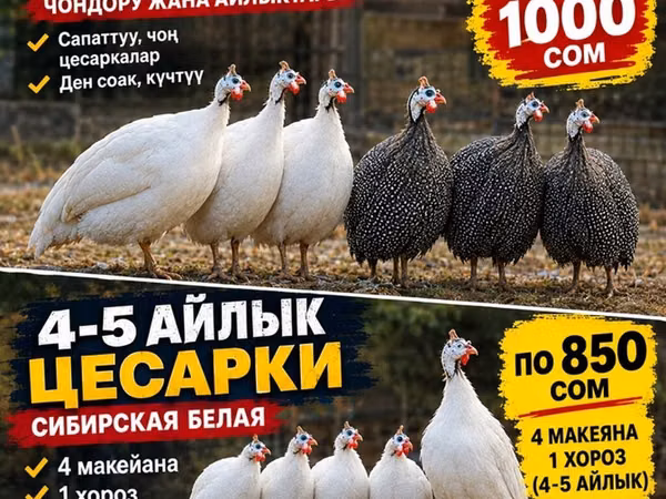 bílá