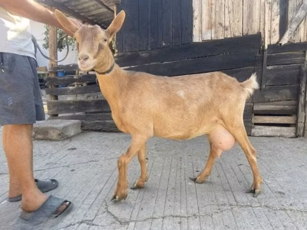 Goat, Goats