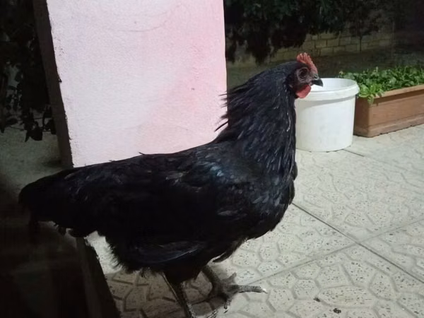 Chickens