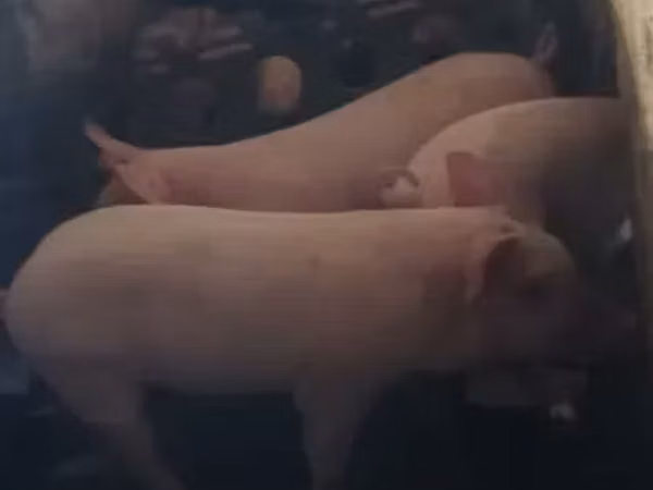 ნეზვი, ღორები