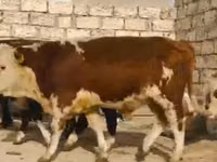 Krowa, Latvian Blue cattle — zdjęcie 3