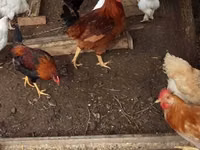 Brahma — photo 2