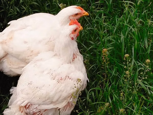 Chickens — Aserbaidschan
