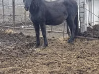 Jument, Chevaux — photo 1