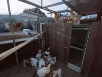 Chickens — zdjęcie 2