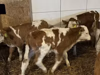 Buğa, Simmental cattle — foto 5