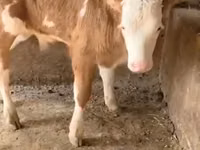 Bull, Red-spotted breed — photo 8