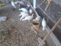 Slovenian Silver Hen — photo 2