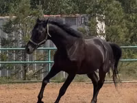 Cheval, Trakehner — photo 3