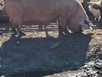 Sow, Pigs — photo 2
