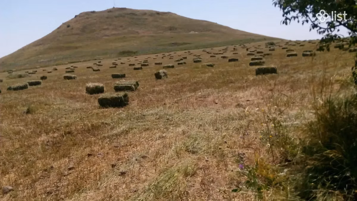 Առվույտի (կորնգան) տուկ