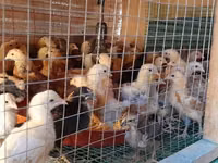 Chickens — Foto 4