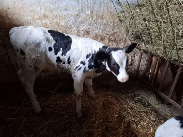 Býk, Russian Black pied cattle