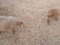 Moutons (lot, sexe non indiqué), Moutons — photo 1
