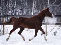 Toychoq, American shetland pony — 2-rasm
