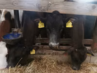 Taureau, Simmental cattle — photo 5