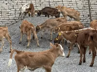 Boğa, Sığır — foto 1