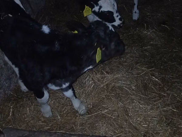 ხარი, Russian Black pied cattle