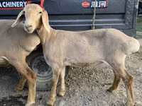 பெண் ஆடு, Arashan sheep — புகைப்படம் 4