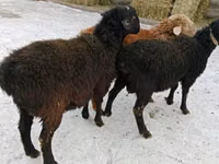 ஆண் ஆடு, ஆடுகள் — புகைப்படம் 3