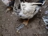 مسكوفي منزلي — الصورة 4