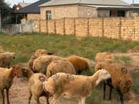 Ovce, Apsheron sheep — foto 7
