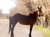 Égua, Thoroughbred horse — foto 3