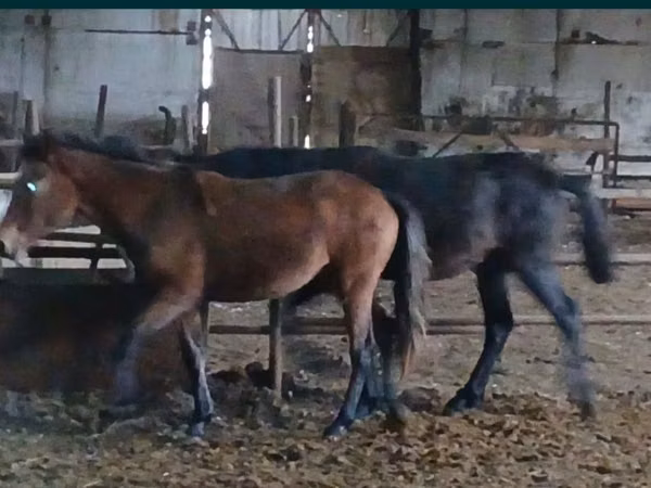 Pferde (Partie, Geschlecht nicht angegeben), Kazakh horse