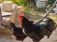 Australorp — zdjęcie 3